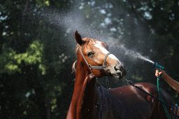 standlee-june-how-to-support-your-horse-in-the-summer-heat-2400
